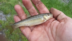 Nocomis leptocephalus