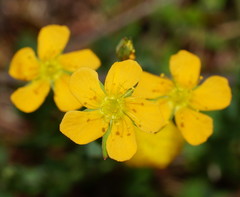 Hypericum gramineum