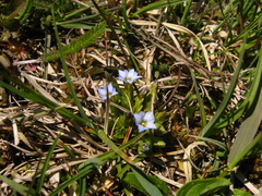 Gentiana aquatica