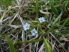 Gentiana aquatica