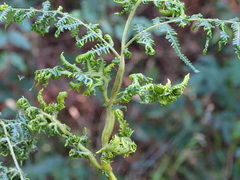 Eriophyes quadrifidus