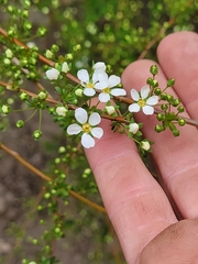 Spiraea prunifolia