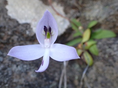 Disa maculata