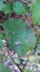 Mycosphaerella chimaphilae