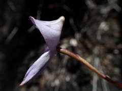 Disa maculata