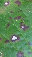 Mycosphaerella chimaphilae