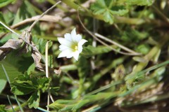 Gentiana aquatica
