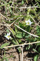 Gentiana aquatica
