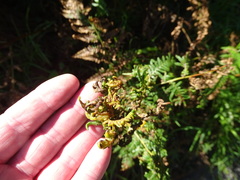 Eriophyes quadrifidus