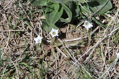Gentiana aquatica