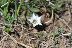 Gentiana aquatica