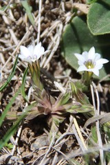 Gentiana aquatica