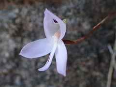 Disa maculata