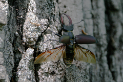 Lucanus cervus cervus