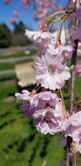 Prunus pendula