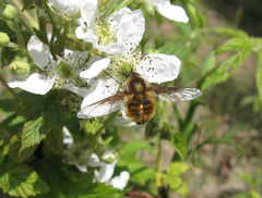 Bombylius mexicanus