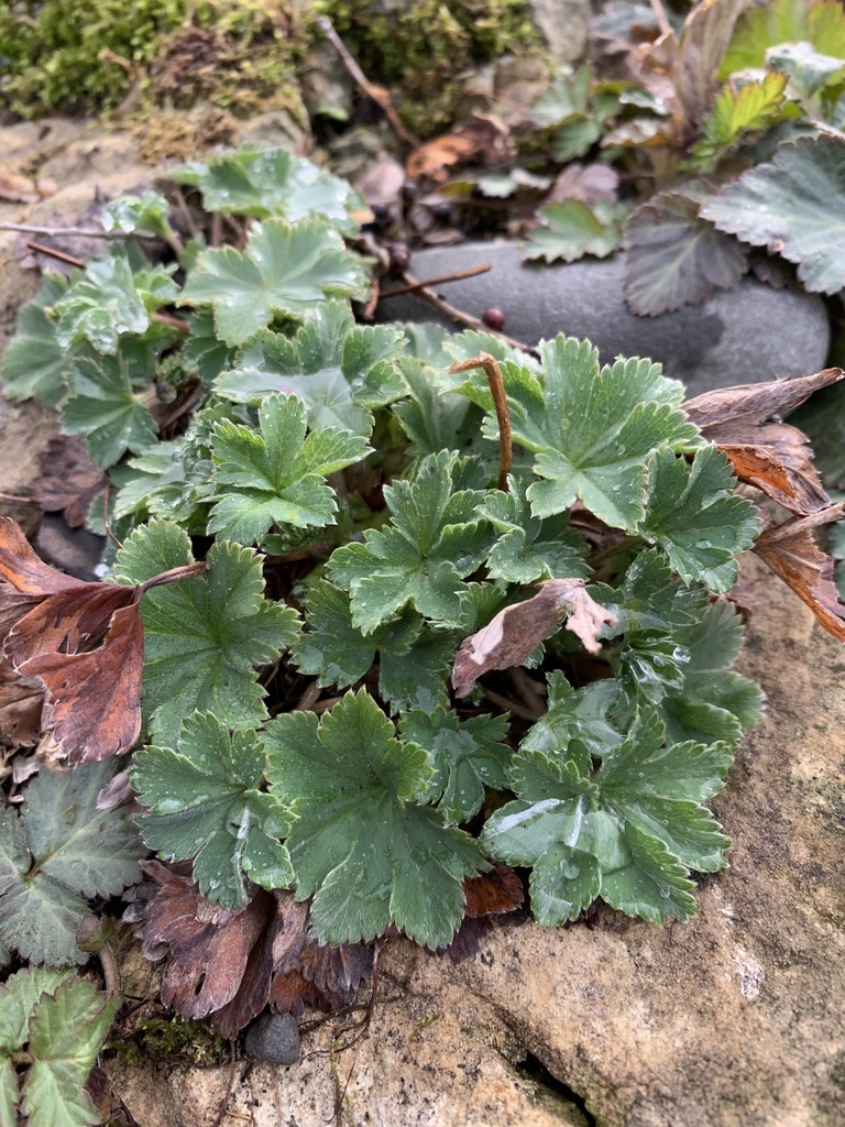 Dwarf lady's mantle