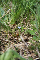 Gentiana aquatica