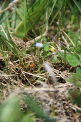 Gentiana aquatica