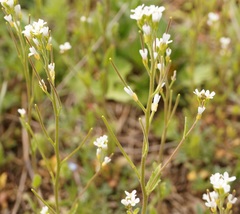 Arabis recta