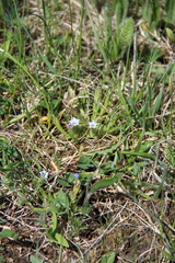 Gentiana aquatica