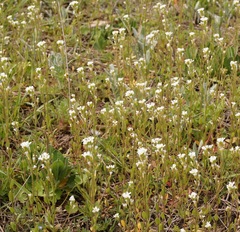 Arabis recta