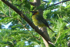 Ploceus brachypterus