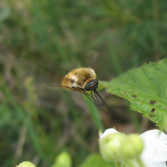 Bombylius mexicanus