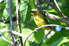 Ploceus brachypterus