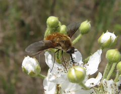 Bombylius mexicanus