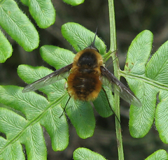 Bombylius mexicanus