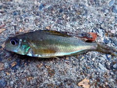 Gymnocephalus cernua