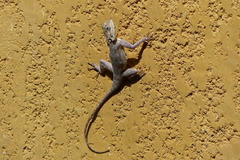 Agama agama