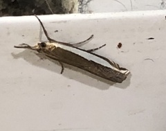 Crambus sperryellus