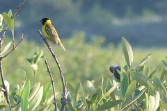 Ploceus melanocephalus capitalis