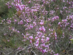 Gompholobium villosum
