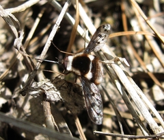 Bombylius pygmaeus