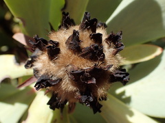 Leucadendron arcuatum