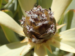 Leucadendron arcuatum