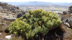 Leucadendron arcuatum