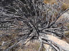 Leucadendron arcuatum