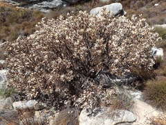 Leucadendron arcuatum