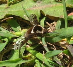 Bombylius pygmaeus