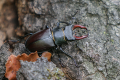 Lucanus cervus cervus