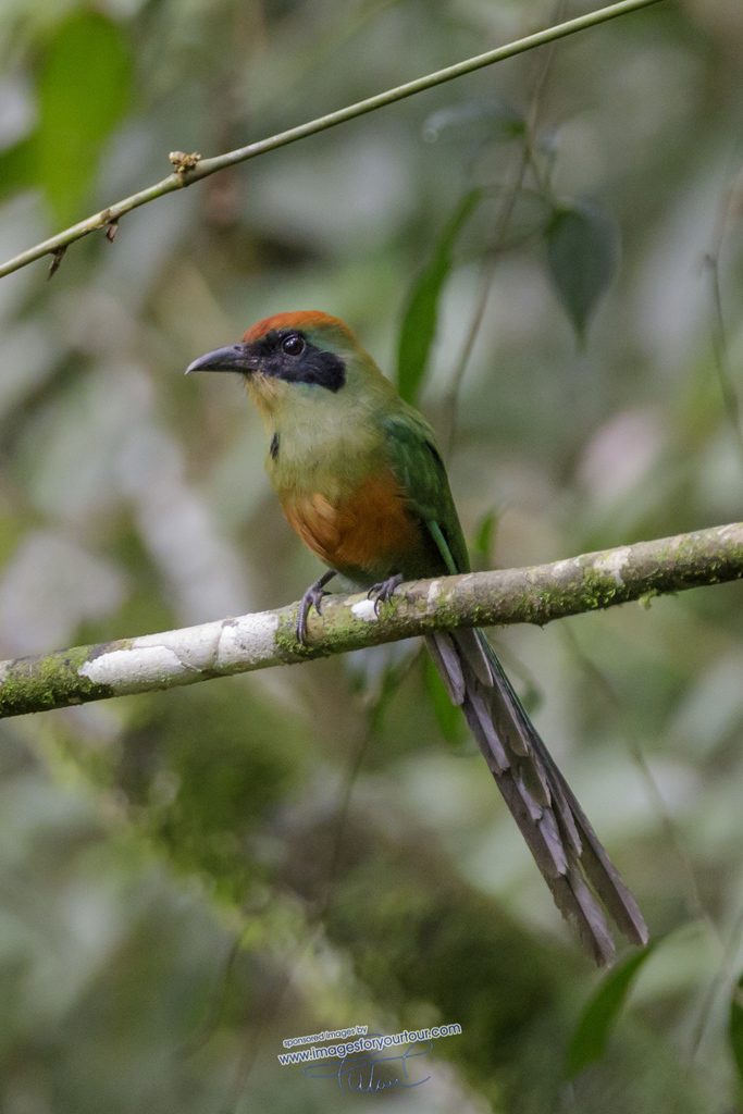 Juruva-verde (Aves do Parque das Mangabeiras) · iNaturalist