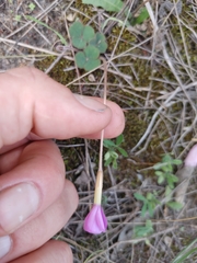 Oxalis eckloniana-nidulans