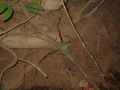Oxyrhopus guibei