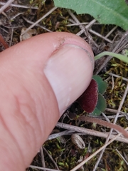 Oxalis eckloniana-nidulans