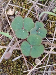 Oxalis eckloniana-nidulans