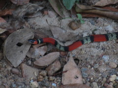 Oxyrhopus guibei